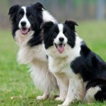 Shonny & Luna
