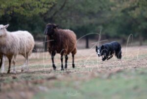 GlenforRanch1