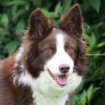 Cora BorderCollieRanch