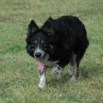 NELL1