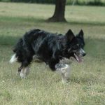 NELL4