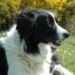 shona4