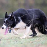 Bordercollieranch Mitch